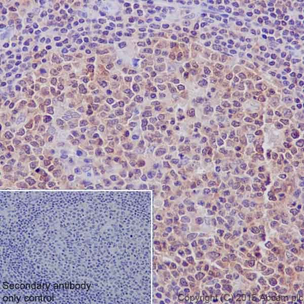 Immunohistochemistry (Formalin/PFA-fixed paraffin-embedded sections) - Anti-PP2A alpha + beta antibody [YE351] - BSA and Azide free (AB232450), expandable thumbnail