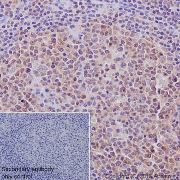 Immunohistochemistry (Formalin/PFA-fixed paraffin-embedded sections) - Anti-PP2A alpha + beta antibody [YE351] - BSA and Azide free (AB232450)