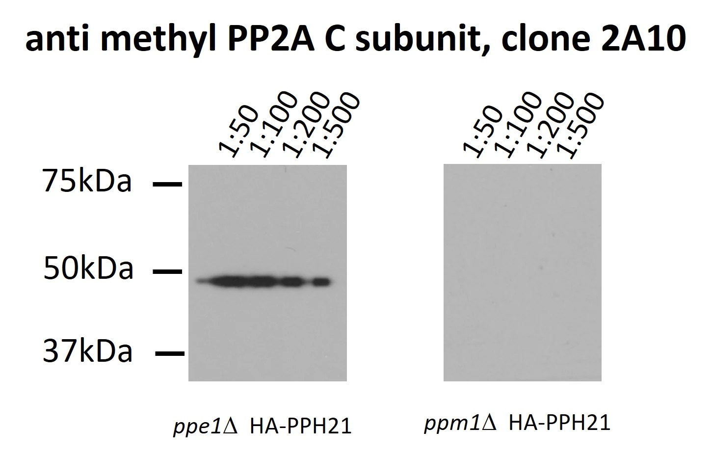 Western blot - Anti-PP2A-alpha (methyl L309) antibody [2A10] (AB316373)