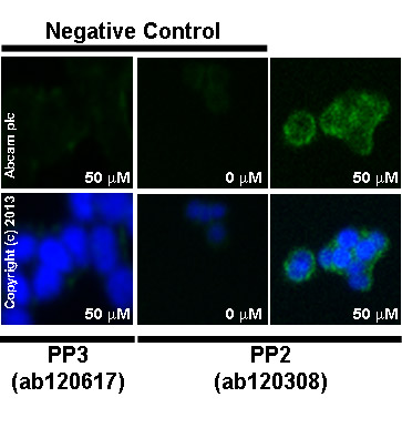Functional Studies - PP3, Negative control for PP2 (AB120617), expandable thumbnail