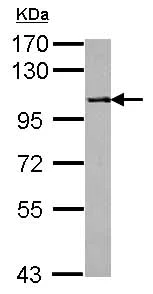 Western blot - Anti-PP4R1 antibody (AB126933)