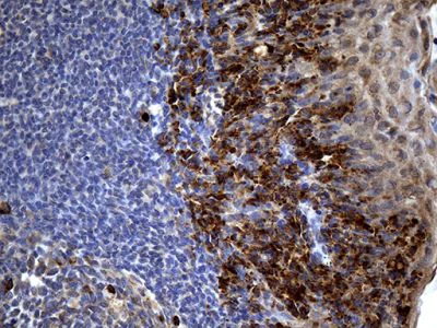 Immunohistochemistry (Formalin/PFA-fixed paraffin-embedded sections) - Anti-PP4R4 antibody [OTI1G7] (AB236406)