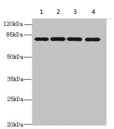 Western blot - Anti-PP7 antibody (AB235601)