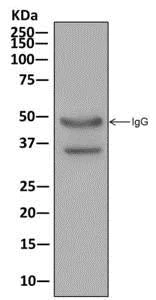 Immunoprecipitation - Anti-PPA2 antibody [EPR13086] - BSA and Azide free (AB250259)