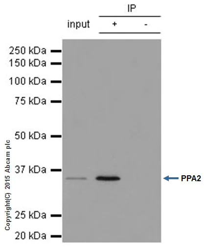 Immunoprecipitation - Anti-PPA2 antibody [EPR13086] - BSA and Azide free (AB250259)