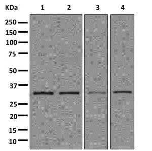 Western blot - Anti-PPA2 antibody [EPR13086] - BSA and Azide free (AB250259)