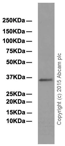Western blot - Anti-PPA2 antibody [EPR13086] - BSA and Azide free (AB250259)