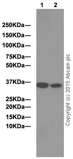 Western blot - Anti-PPA2 antibody [EPR13086] - BSA and Azide free (AB250259)