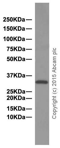 Western blot - Anti-PPA2 antibody [EPR13086] - BSA and Azide free (AB250259)