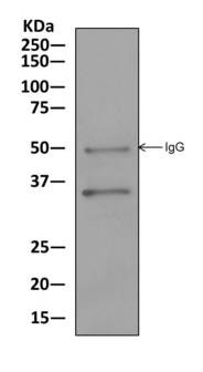 Immunoprecipitation - Anti-PPA2 antibody [EPR13087(B)] (AB177935), expandable thumbnail
