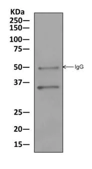 Immunoprecipitation - Anti-PPA2 antibody [EPR13087(B)] (AB177935)