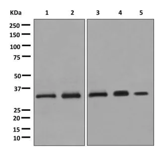 Western blot - Anti-PPA2 antibody [EPR13087(B)] - BSA and Azide free (AB250010)