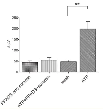 Cellular Activation - PPADS, P2 purinergic receptor antagonist (AB120009)