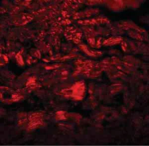 Immunocytochemistry/ Immunofluorescence - Anti-PPAPDC3 antibody (AB106399)