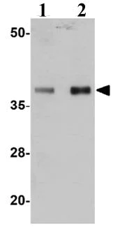 Western blot - Anti-PPAPDC3 antibody (AB106399)