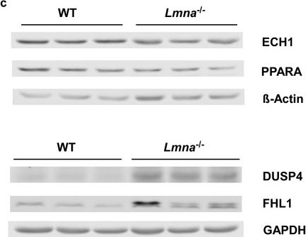 Western blot - Anti-PPAR alpha antibody (AB126285), expandable thumbnail