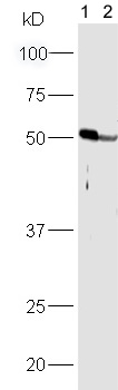 Western blot - Anti-PPAR alpha antibody (AB215270)