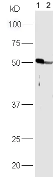 Western blot - Anti-PPAR alpha antibody (AB215270)