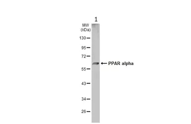 Western blot - Anti-PPAR alpha antibody (AB227074)