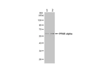 Western blot - Anti-PPAR alpha antibody (AB227074)