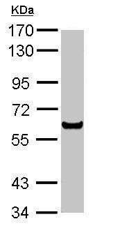 Western blot - Anti-PPAR alpha antibody (AB227074), expandable thumbnail