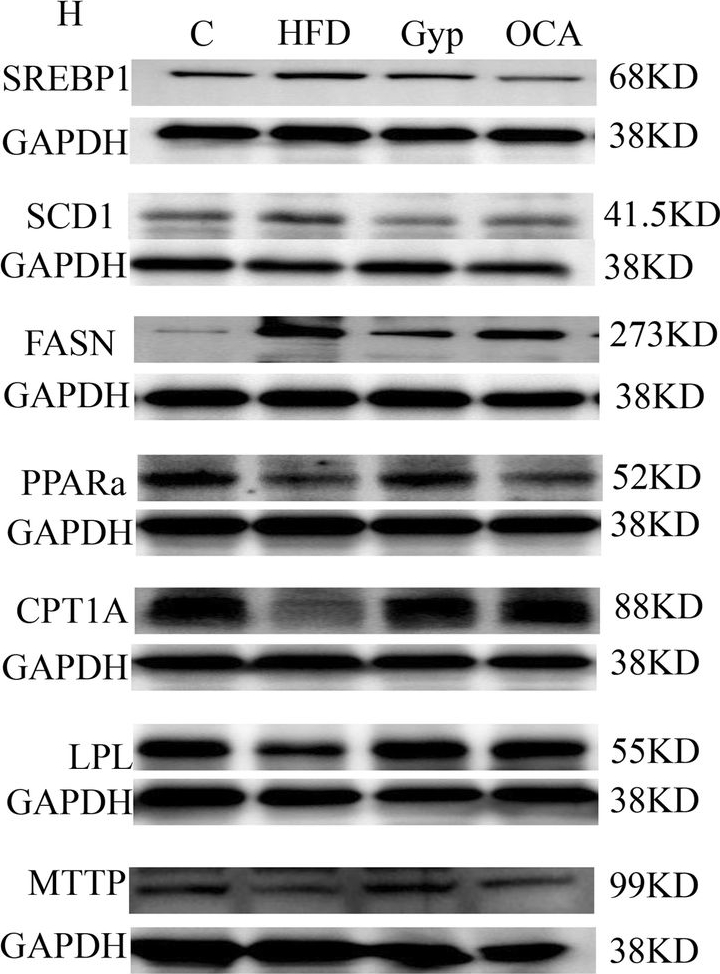 Anti-PPAR alpha antibody. Rabbit polyclonal (ab61182) | Abcam