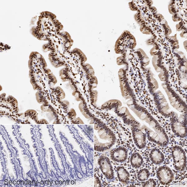 テラページ Anti-PPAR alpha antibody [EPR21244] (ab245119) | Abcam