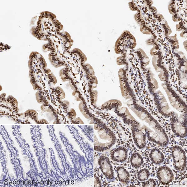 Immunohistochemistry (Formalin/PFA-fixed paraffin-embedded sections) - Anti-PPAR alpha antibody [EPR21244] - BSA and Azide free (AB326579)