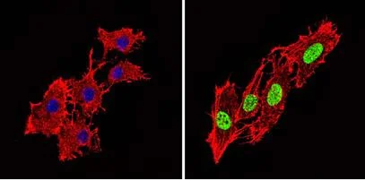 Immunocytochemistry/ Immunofluorescence - Anti-PPAR alpha (phospho S12) antibody (AB3484)