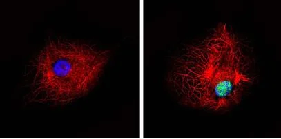Immunocytochemistry/ Immunofluorescence - Anti-PPAR alpha (phospho S12) antibody (AB3484)