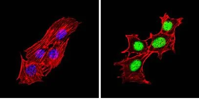 Anti-PPAR alpha (phospho S12) antibody (ab3484) | Abcam