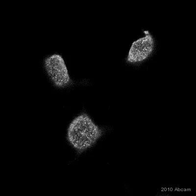 Immunocytochemistry/ Immunofluorescence - Anti-PPAR alpha (phospho S12) antibody (AB3484)