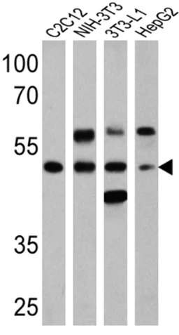 Western blot - Anti-PPAR alpha (phospho S12) antibody (AB3484)