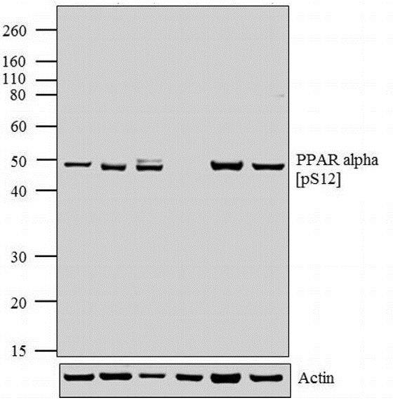 でら Anti-GAPDH antibody [mAbcam 9484]. Mouse Monoclonal (ab9484
