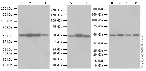 Western blot - Anti-PPAR alpha + PPAR beta/delta antibody [EPR16673(2)] (AB178865)