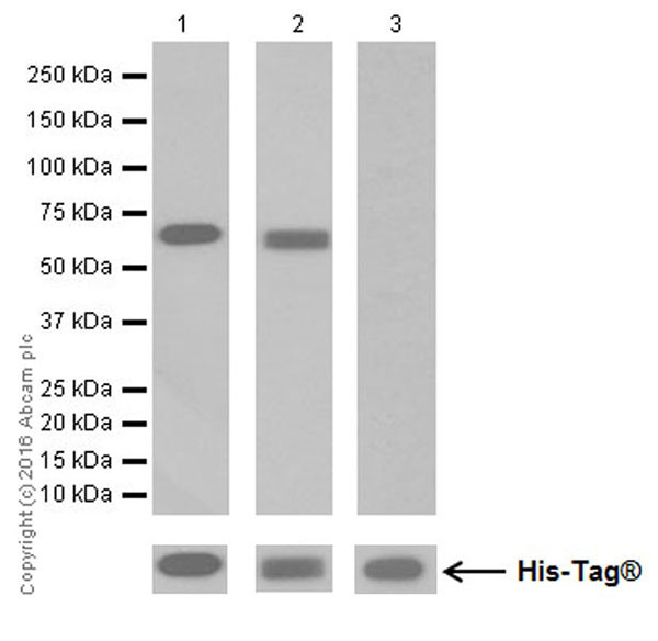 Western blot - Anti-PPAR alpha + PPAR beta/delta antibody [EPR16673(2)] (AB178865), expandable thumbnail