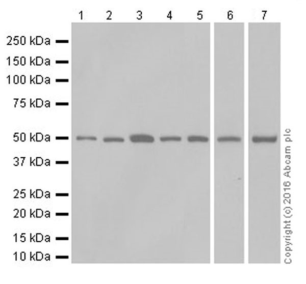 Western blot - Anti-PPAR alpha + PPAR beta/delta antibody [EPR16673(2)] - BSA and Azide free (AB250082)