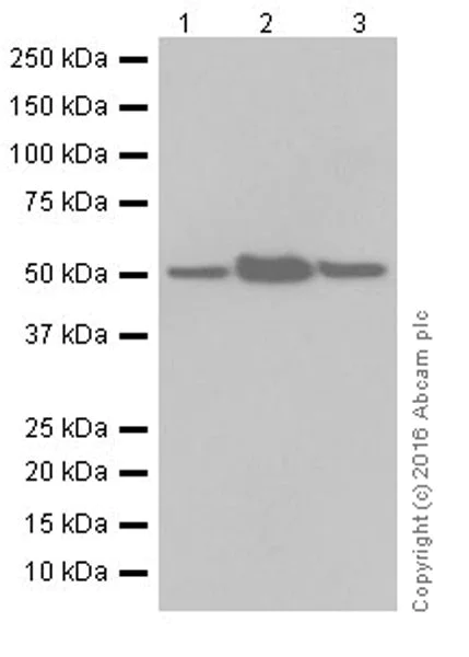 Western blot - Anti-PPAR alpha + PPAR beta/delta antibody [EPR16673(2)] - BSA and Azide free (AB250082)