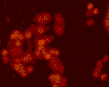 Immunocytochemistry/ Immunofluorescence - Anti-PPAR delta antibody (AB23673), expandable thumbnail