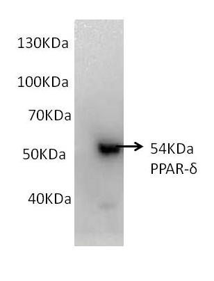 Western blot - Anti-PPAR delta antibody (AB23673), expandable thumbnail