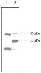 Western blot - Anti-PPAR delta antibody (AB23673), expandable thumbnail