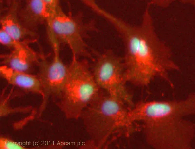 Immunocytochemistry/ Immunofluorescence - Anti-PPAR delta antibody (AB8937)