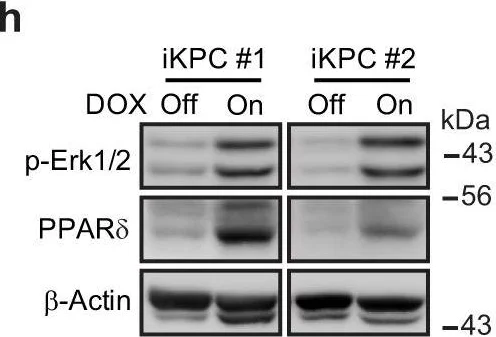 Western blot - Anti-PPAR delta antibody (AB8937)