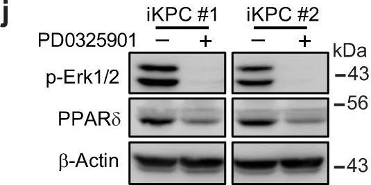 Western blot - Anti-PPAR delta antibody (AB8937)