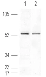 Western blot - Anti-PPAR delta antibody (AB8937)