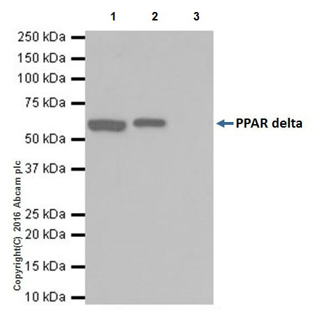 Immunoprecipitation - Anti-PPAR delta antibody [EPR18517] - BSA and Azide free (AB223137), expandable thumbnail