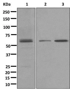 Western blot - Anti-PPAR delta antibody [EPR5185(2)] - BSA and Azide free (AB249760)