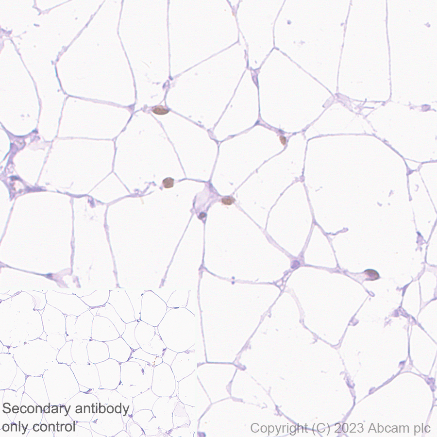 Immunohistochemistry (Formalin/PFA-fixed paraffin-embedded sections) - Anti-PPAR gamma 2 + PPAR gamma antibody [EPR25862-79] - BSA and Azide free (ab310324), expandable thumbnail