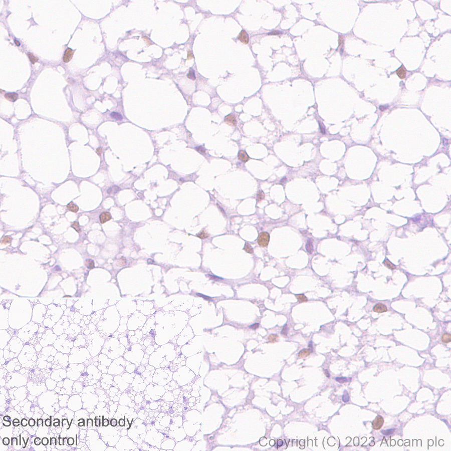 Immunohistochemistry (Formalin/PFA-fixed paraffin-embedded sections) - Anti-PPAR gamma 2 + PPAR gamma antibody [EPR25862-79] - BSA and Azide free (ab310324), expandable thumbnail