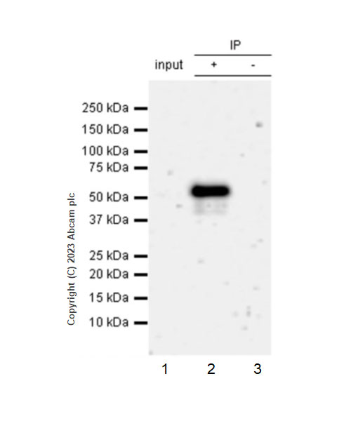 Immunoprecipitation - Anti-PPAR gamma 2 + PPAR gamma antibody [EPR25862-79] - BSA and Azide free (AB310324), expandable thumbnail